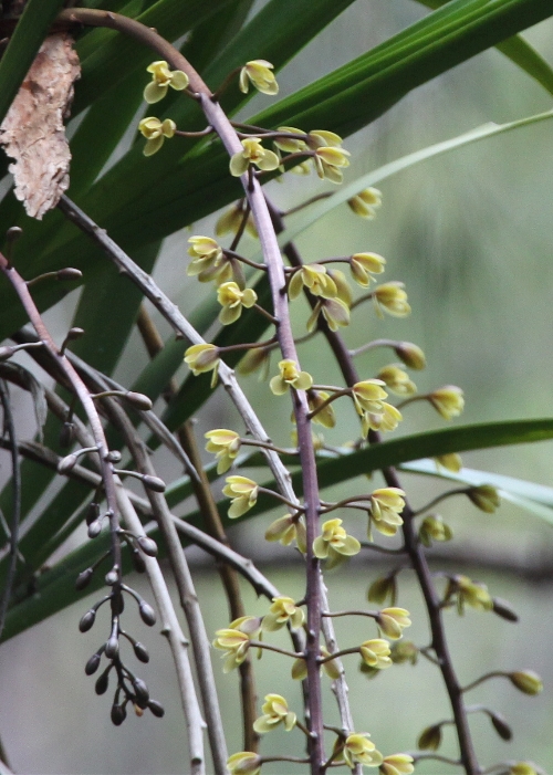 North Queensland Plants Orchidaceae